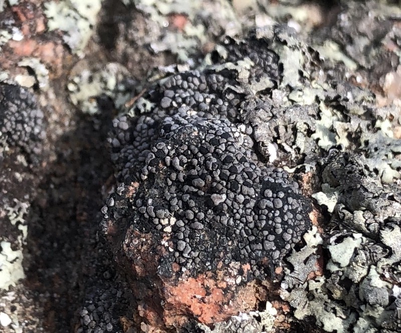 Big Map Lichen photo 7