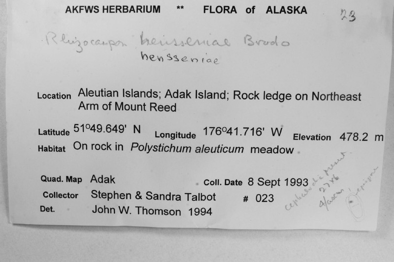 Henssen's Map Lichen