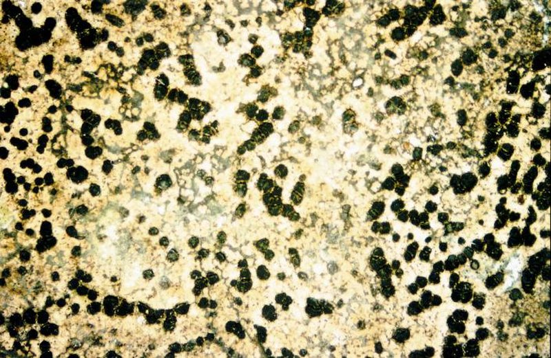 Hochstetter's Map Lichen