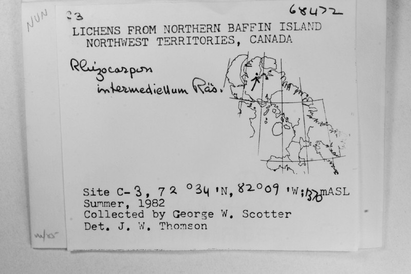 Map Lichen photo 2