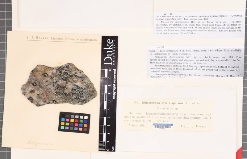 Map Lichen photo 4