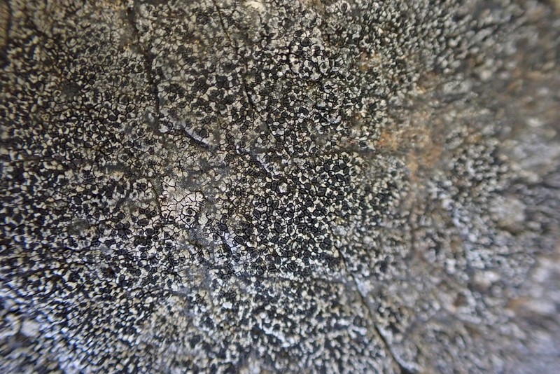 Map Lichen photo 2
