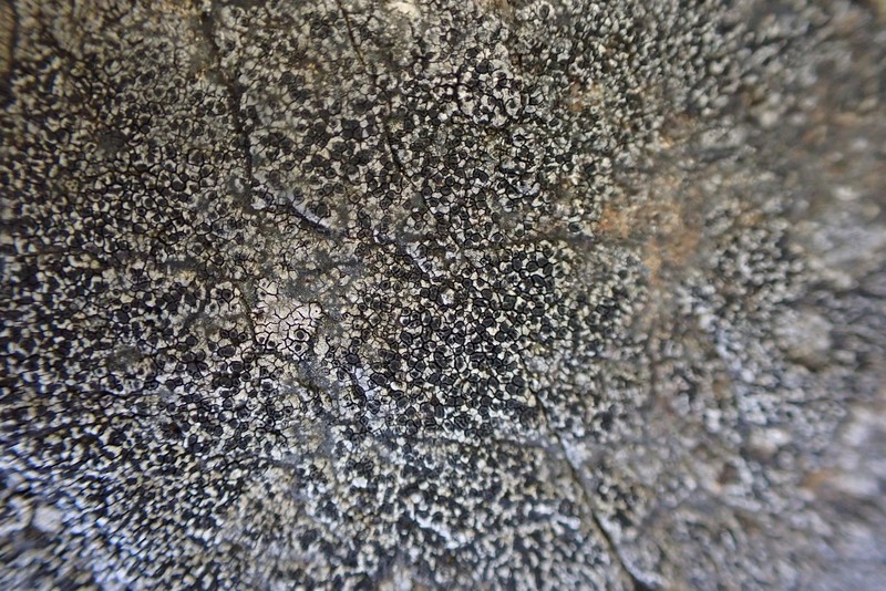 Map Lichen photo 3