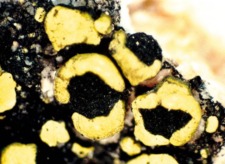 Lecanora Map Lichen photo 5