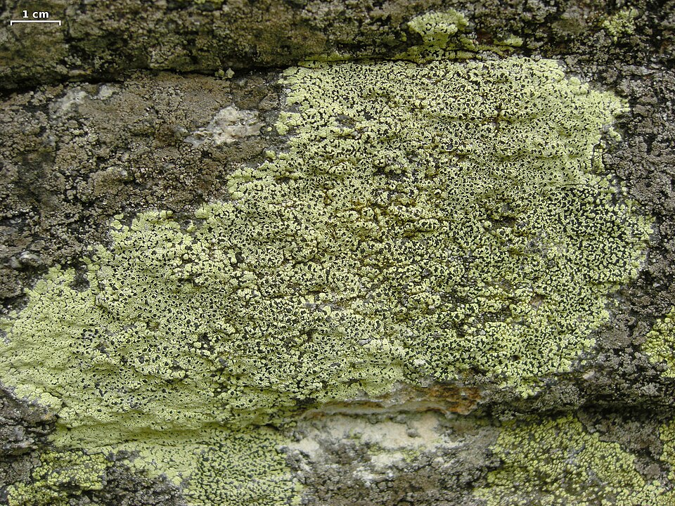 Lecanora Map Lichen