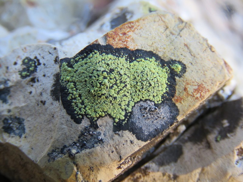 Lecanora Map Lichen photo 3