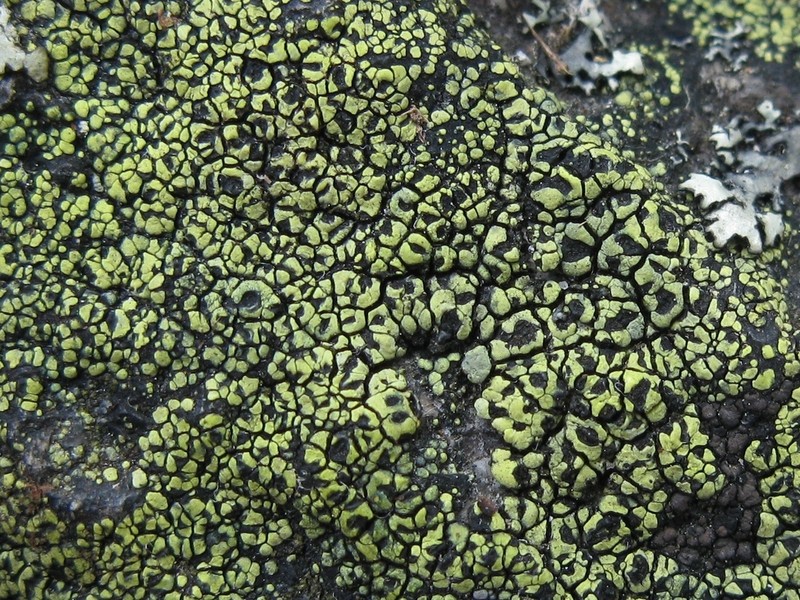 Lecanora Map Lichen photo 4