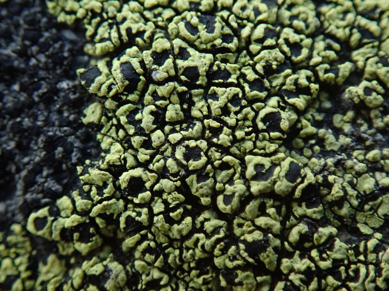 Lecanora Map Lichen photo 5