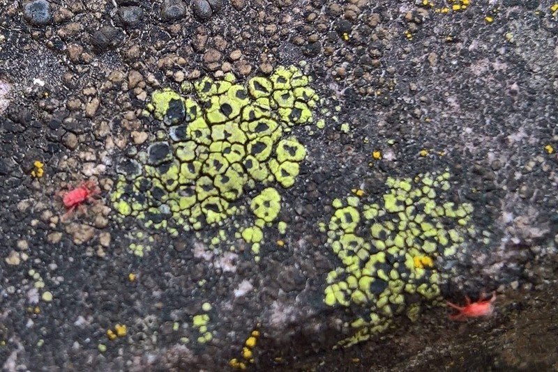 Lecanora Map Lichen photo 6