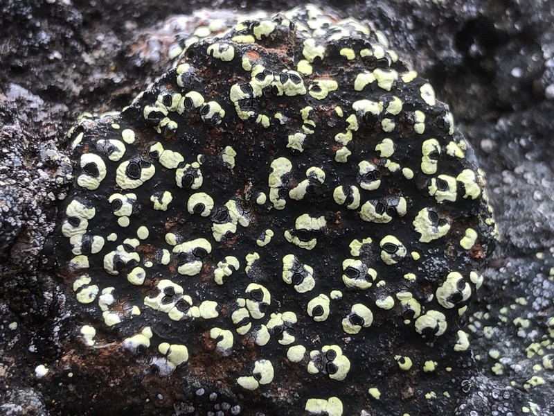 Lecanora Map Lichen photo 7