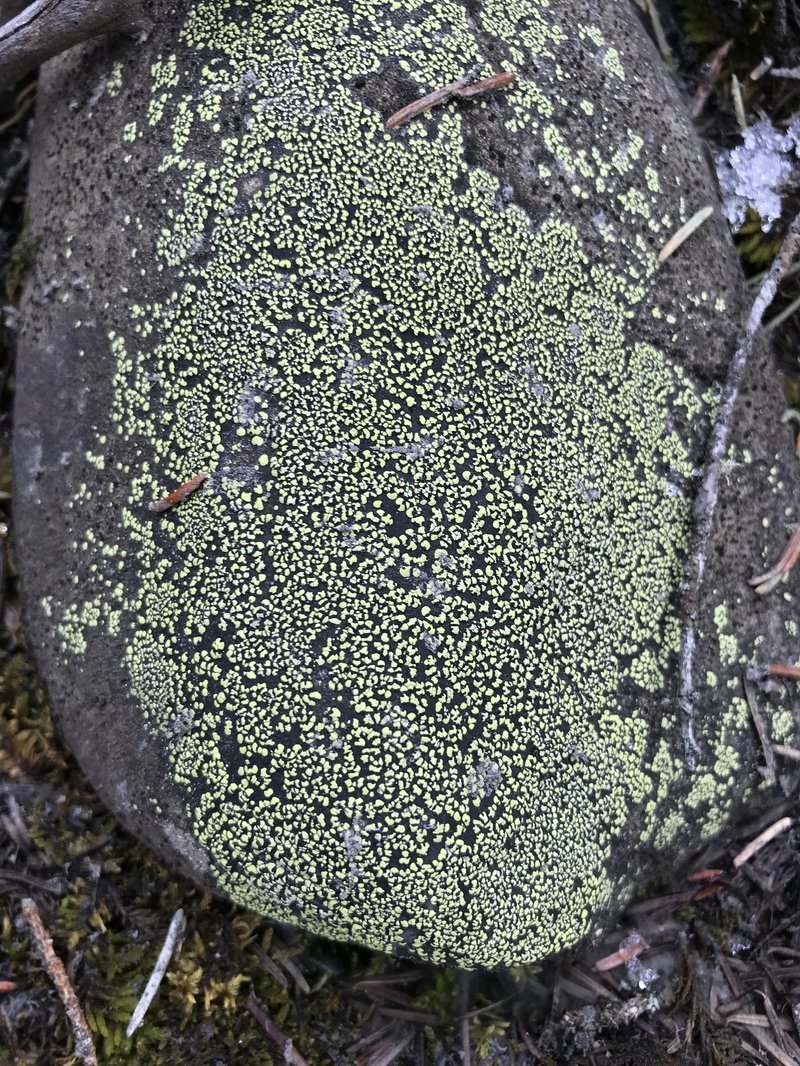 Lindsay's Map Lichen