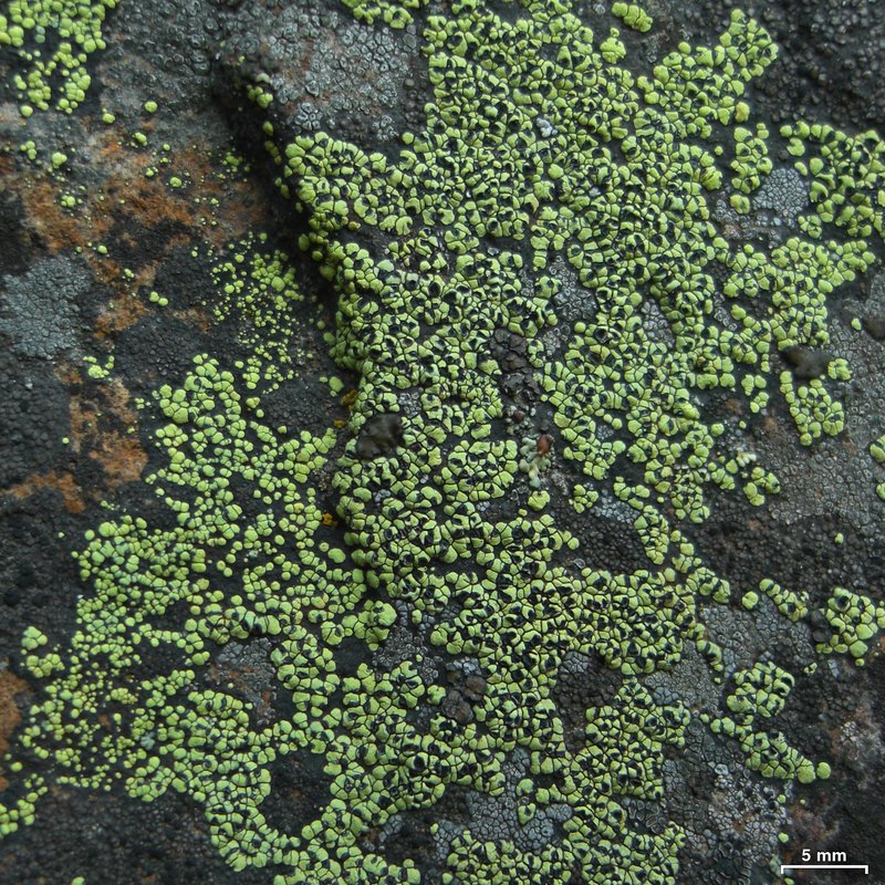 Largespore Map Lichen
