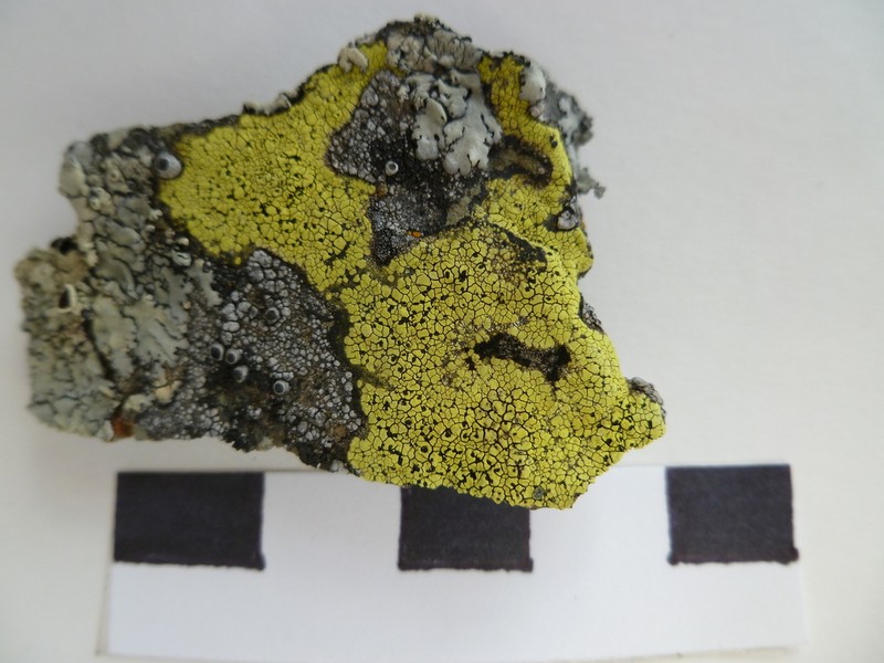Largespore Map Lichen photo 2