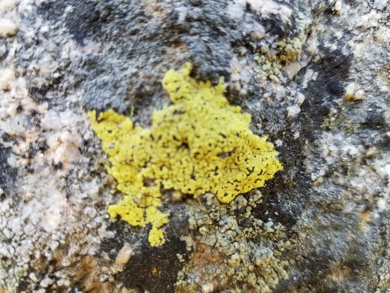 Largespore Map Lichen photo 3