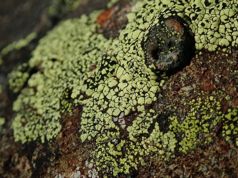 Largespore Map Lichen photo 4