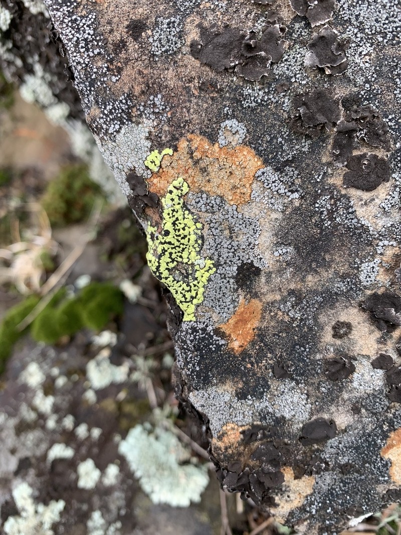 Largespore Map Lichen photo 5