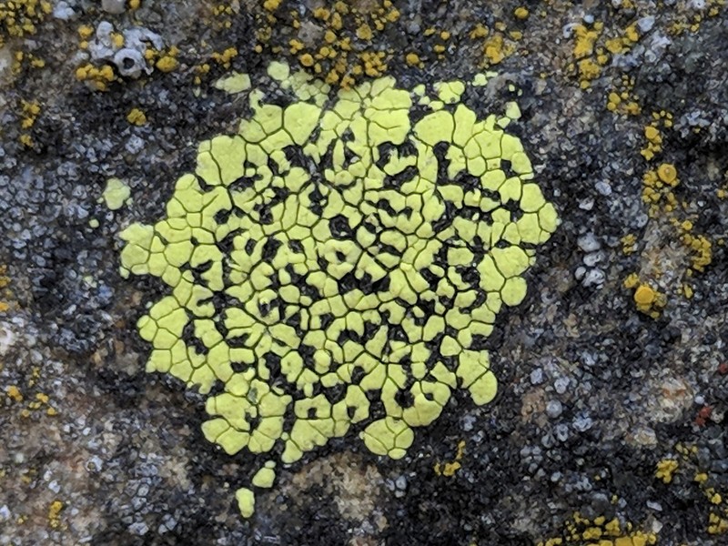 Largespore Map Lichen photo 6