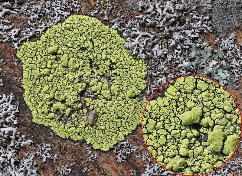 Largespore Map Lichen photo 7