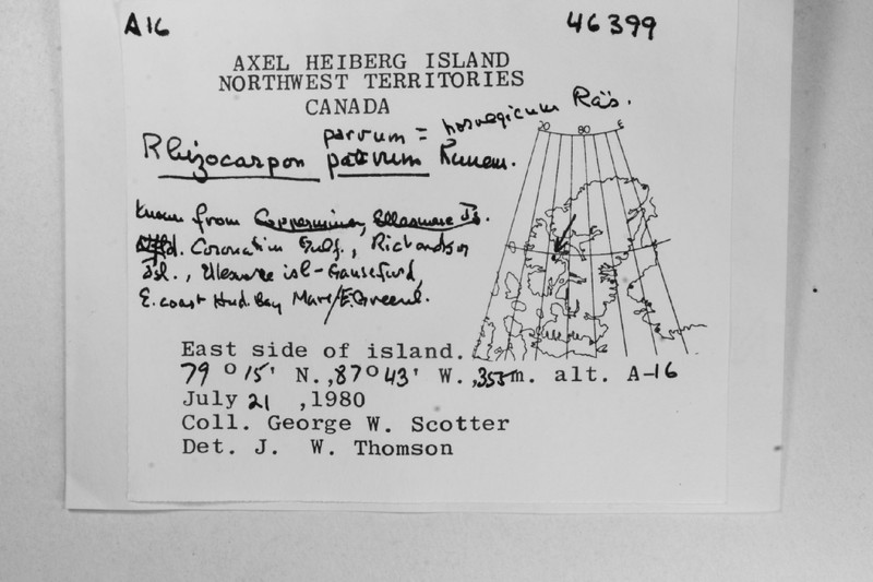 Norwegian Map Lichen photo 4
