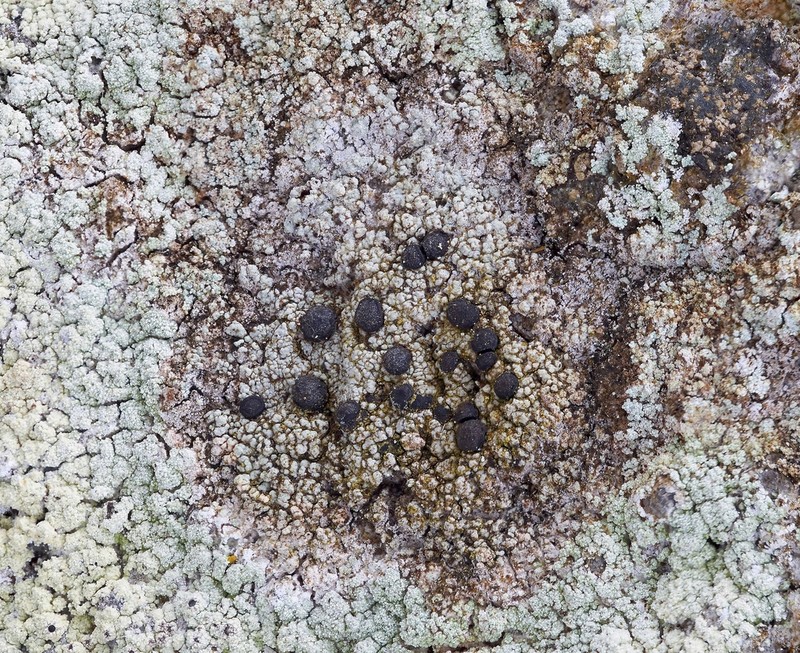 Obscure Map Lichen