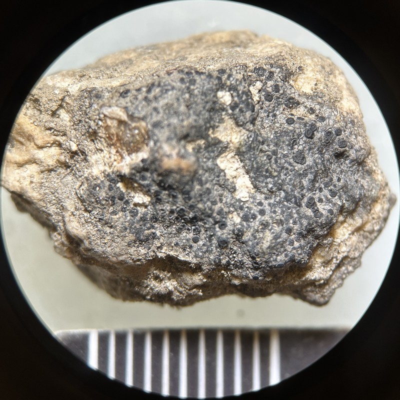 Obscure Map Lichen photo 3