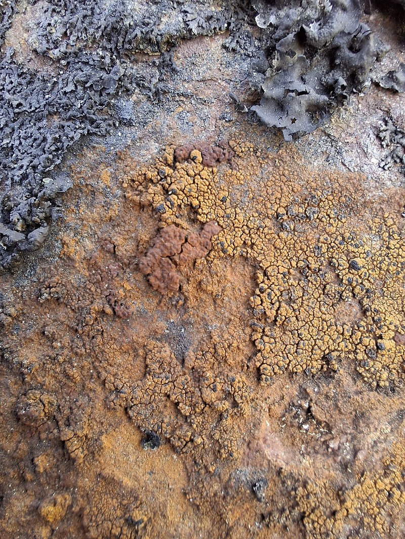Oeder's Map Lichen
