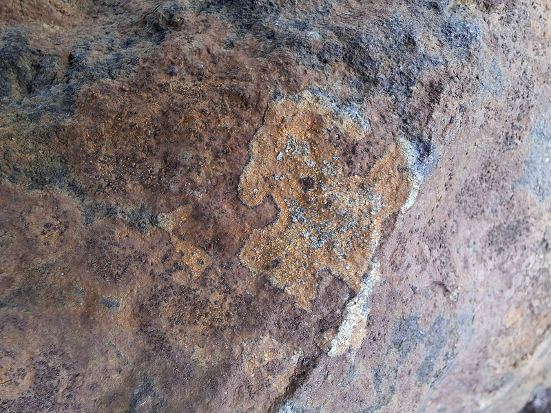 Oeder's Map Lichen photo 2