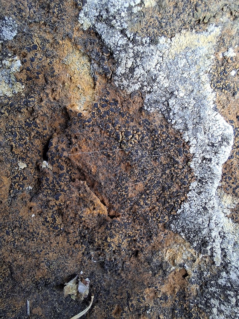 Oeder's Map Lichen photo 3