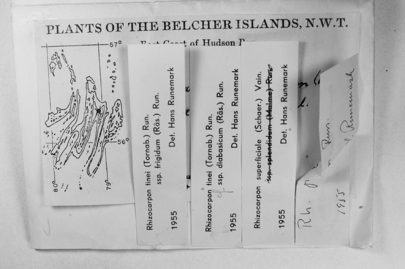 Map Lichen