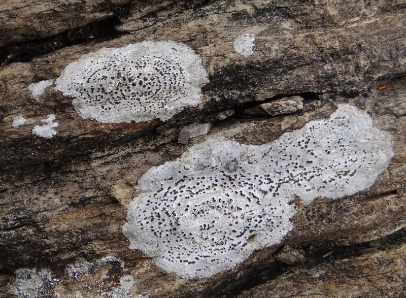 Rhizocarpon petraeum