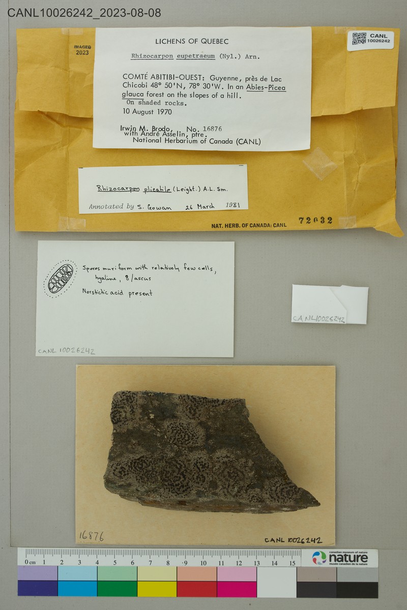 Map Lichen