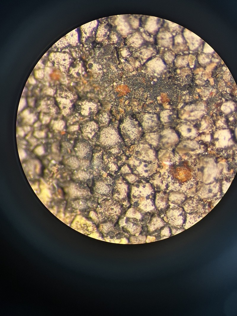 Map Lichen photo 2