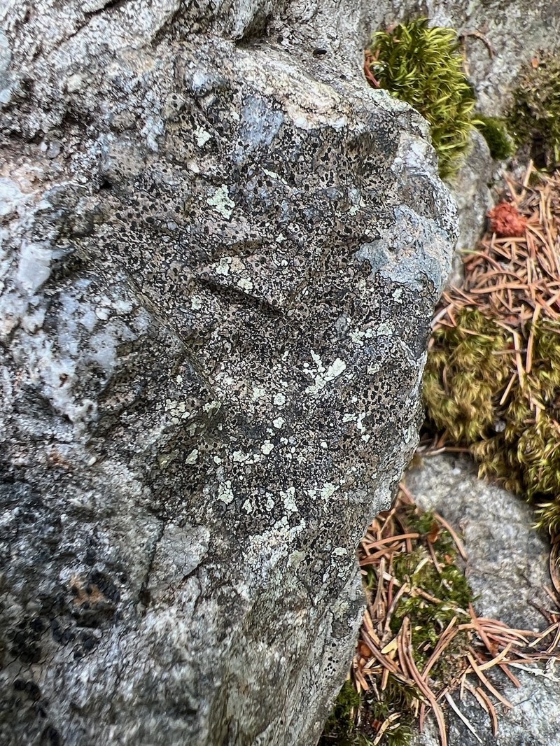 Map Lichen photo 3