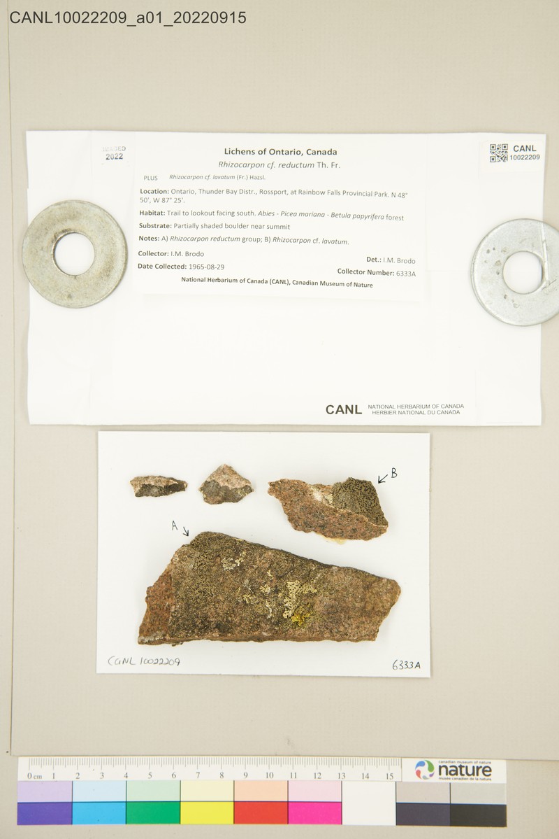 Rhizocarpon postumum photo 4