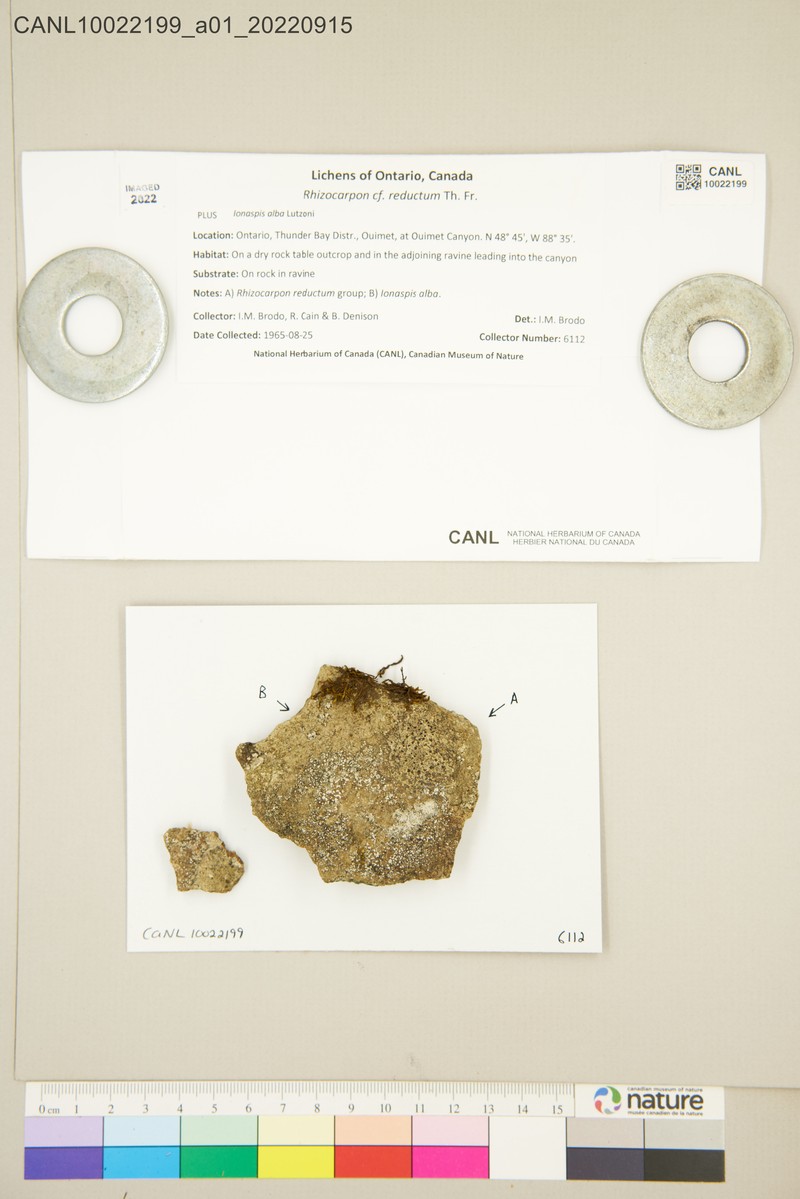 Rhizocarpon postumum photo 5