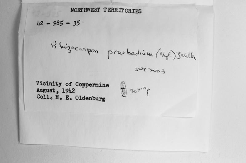 Rhizocarpon praebadium photo 2