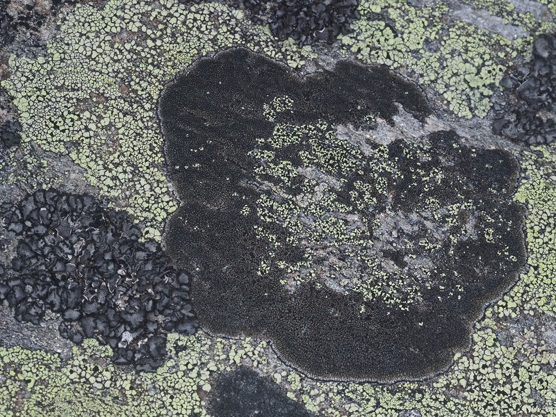 Map Lichen photo 5