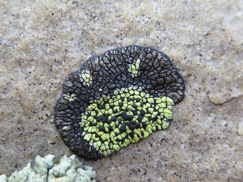 Map Lichen photo 6