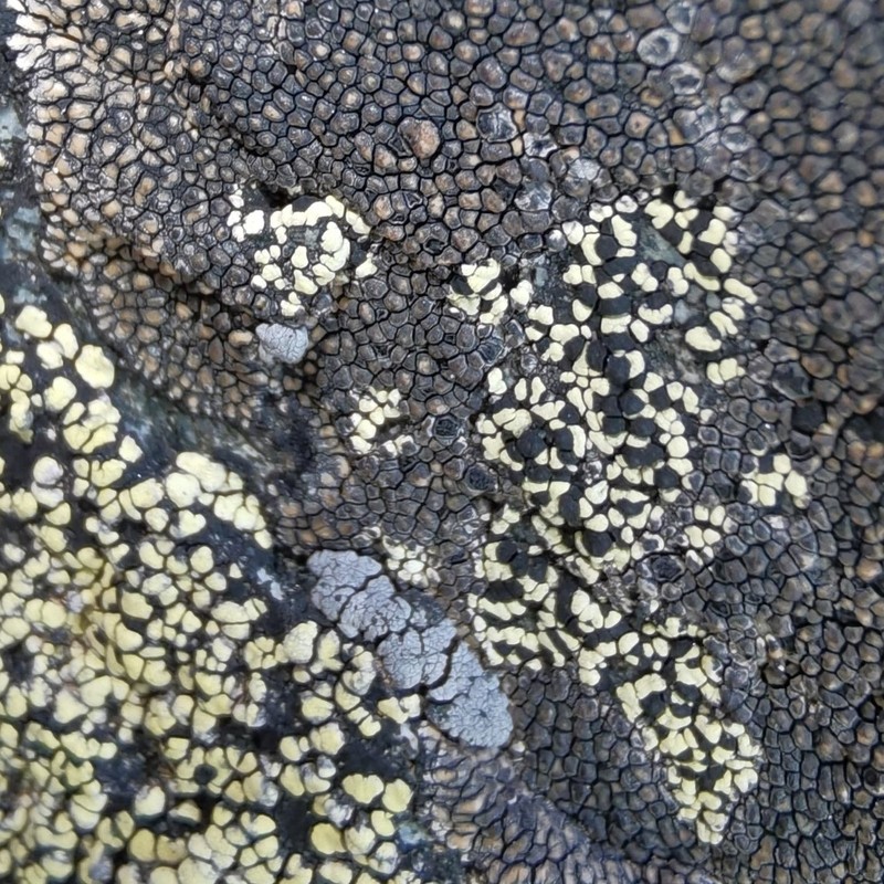 Map Lichen photo 7