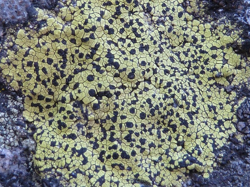 Streamside Map Lichen