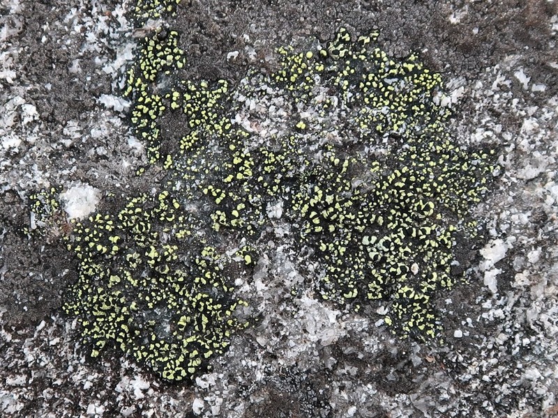 Streamside Map Lichen photo 2