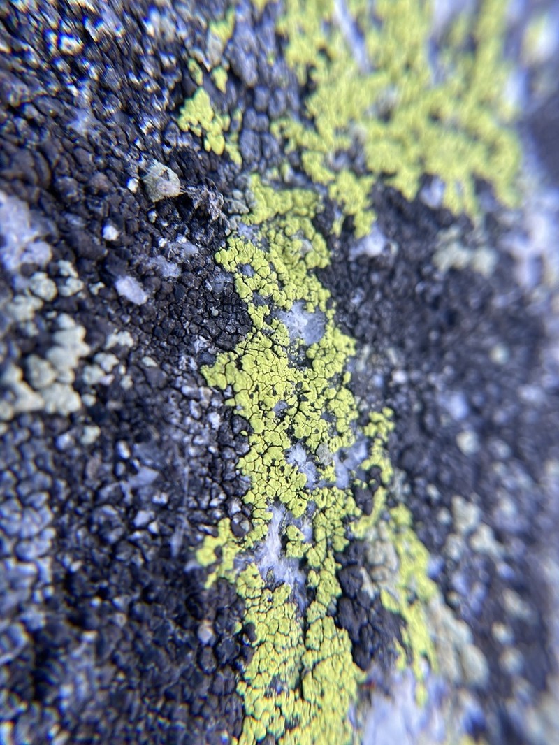 Streamside Map Lichen photo 4