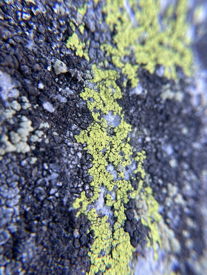 Streamside Map Lichen photo 5