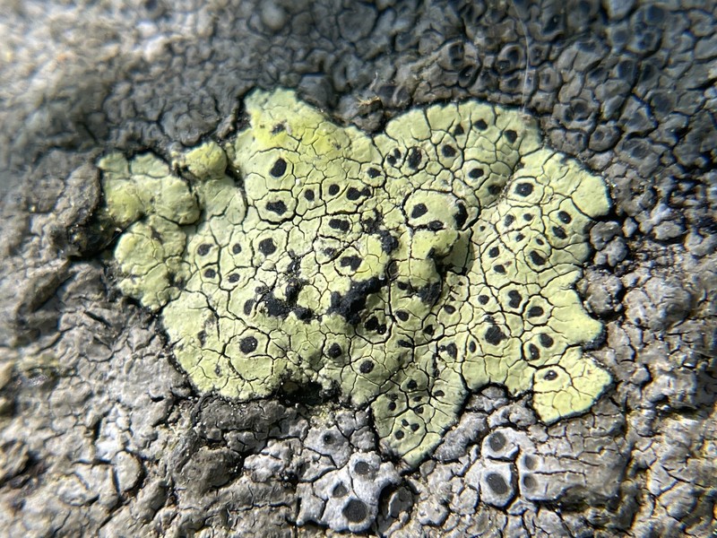 Streamside Map Lichen photo 6