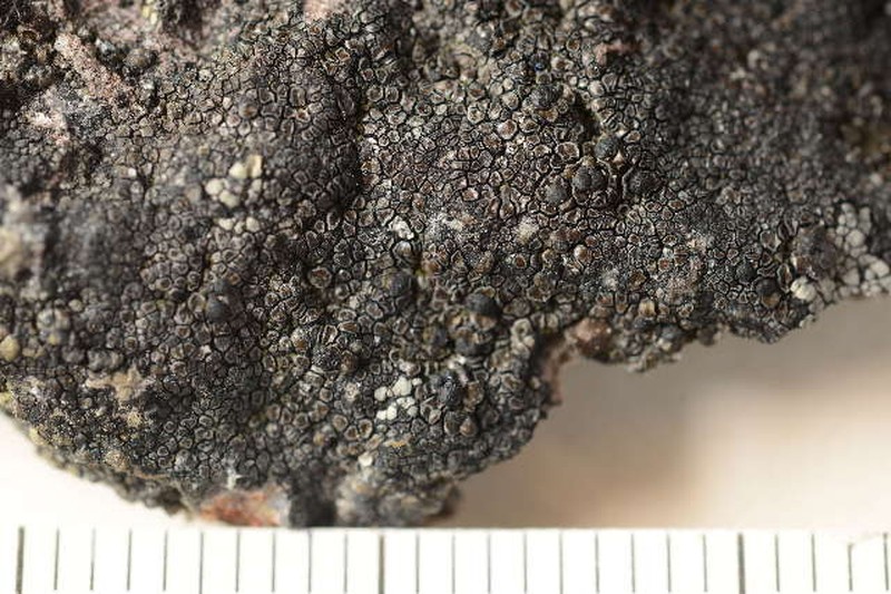 Rittok Map Lichen photo 3