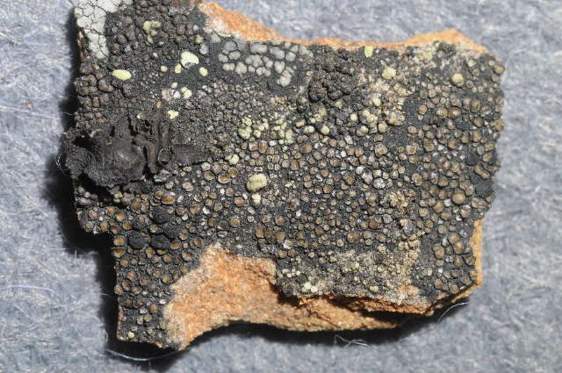 Rittok Map Lichen photo 4