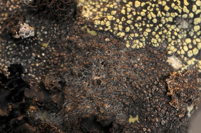 Rittok Map Lichen photo 5