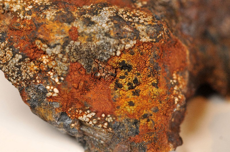 Santesson's Map Lichen