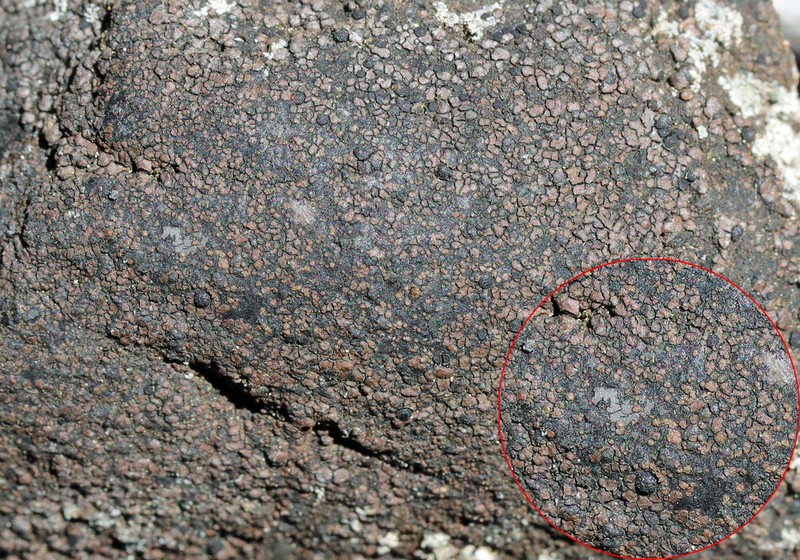 Map Lichen