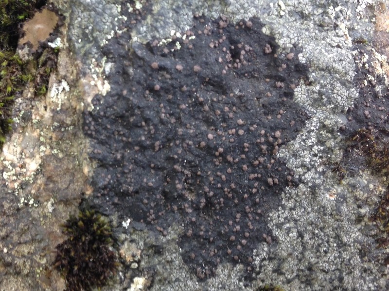 Map Lichen photo 2